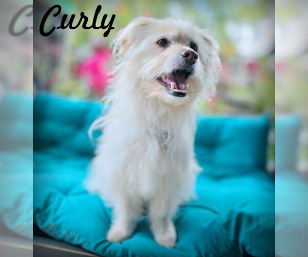 Medium Photo #6 Mutt Puppy For Sale in Chino Hills, CA, USA