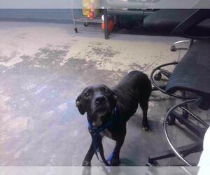 American Pit Bull Terrier Dogs for adoption in Tallahassee, FL, USA