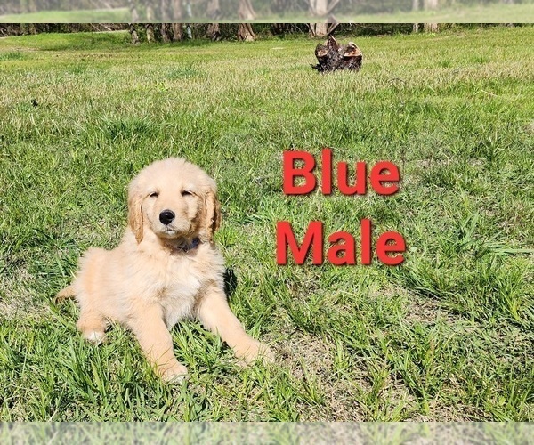 Medium Photo #6 Goldendoodle Puppy For Sale in CLARKSVILLE, TX, USA