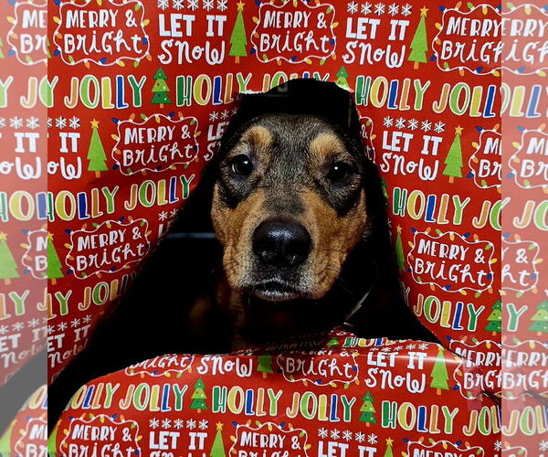 Medium Photo #5 Mutt Puppy For Sale in Brooklyn Center, MN, USA