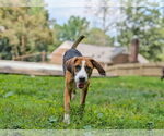 Small #15 Beagle Mix