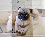 Small #3 Pug