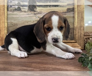 Beagle Puppy for sale in FORDLAND, MO, USA