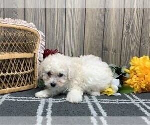 Bichpoo Puppy for sale in ORO VALLEY, AZ, USA