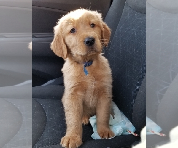 Medium Photo #1 Golden Retriever Puppy For Sale in LAKELAND, FL, USA