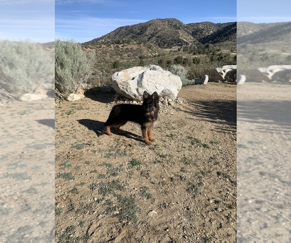Medium Photo #21 German Shepherd Dog Puppy For Sale in PINON HILLS, CA, USA