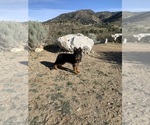 Small #20 German Shepherd Dog