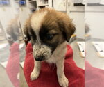 *PUPPY 6 - Female Anatolian Shepherd-Unknown Mix Dog for Adoption - Small photo