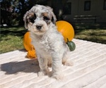Small Photo #56 Miniature Bernedoodle Puppy For Sale in GOSHEN, IN, USA