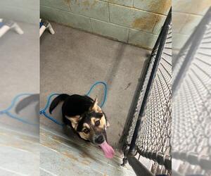 Mutt Dogs for adoption in Stockton, CA, USA