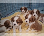Small Photo #1 Cavalier King Charles Spaniel Puppy For Sale in NIXA, MO, USA