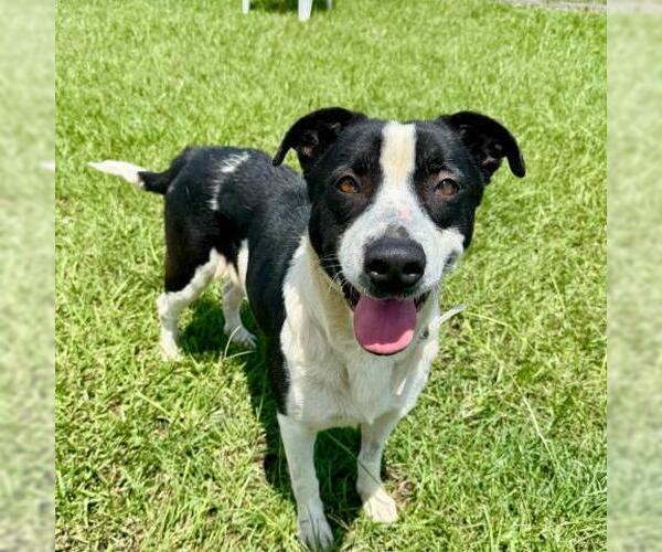 Medium Photo #3 American Pit Bull Terrier-Labrador Retriever Mix Puppy For Sale in Conroe, TX, USA