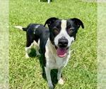Small #2 American Pit Bull Terrier-Labrador Retriever Mix