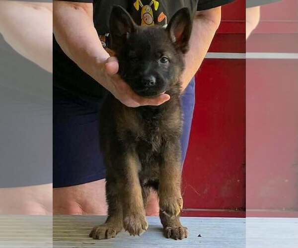 Medium Photo #7 German Shepherd Dog Puppy For Sale in NORTHWOOD, NH, USA