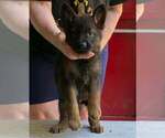 Small #6 German Shepherd Dog