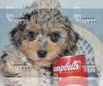 Small Photo #9 Aussiedoodle Puppy For Sale in SANGER, TX, USA