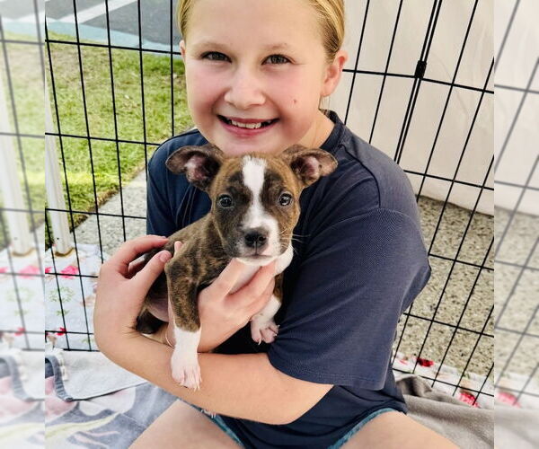 Medium Photo #3 Boxer Puppy For Sale in San Juan Capistrano, CA, USA