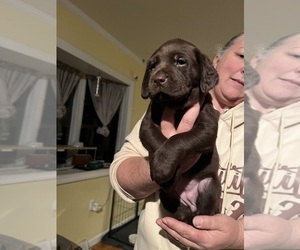 Labrador Retriever Puppy for sale in SMYRNA, DE, USA