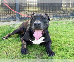 MIMI - Female Mutt Dog for Adoption - Photo #2