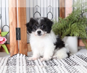 Zuchon Puppy for sale in NAPLES, FL, USA