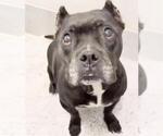 Small Photo #3 American Bulldog Puppy For Sale in Houston, TX, USA