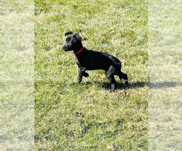 Medium Photo #2 Belgian Malinois-Labrador Retriever Mix Puppy For Sale in CRYSTAL LAKE, IL, USA