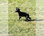 Small Photo #2 Belgian Malinois-Labrador Retriever Mix Puppy For Sale in CRYSTAL LAKE, IL, USA
