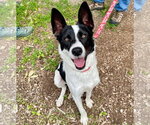 Small #36 Border Collie Mix