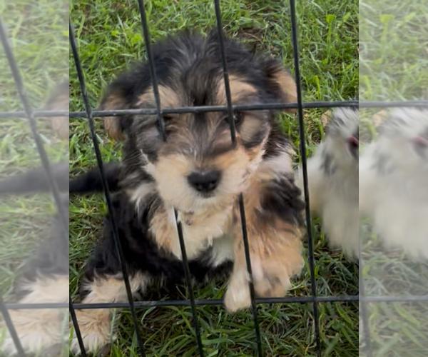 Medium Photo #5 Yo-Chon Puppy For Sale in MOUNT PLEASANT, MI, USA