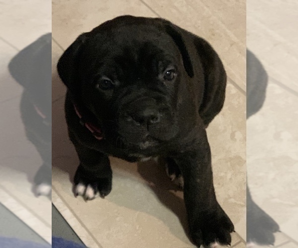 Medium Photo #75 Cane Corso Puppy For Sale in COTTAGE GROVE, OR, USA