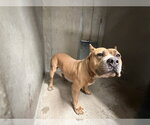 SHADOW - Male Mutt Dog for Adoption - Small photo