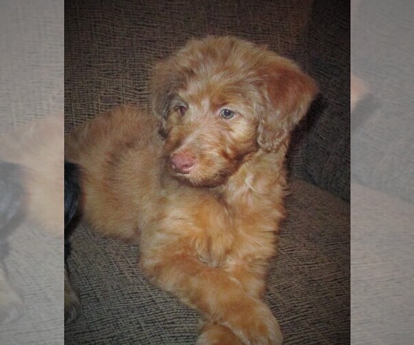 Medium Photo #10 Aussie-Poo Puppy For Sale in LINCOLN, AL, USA