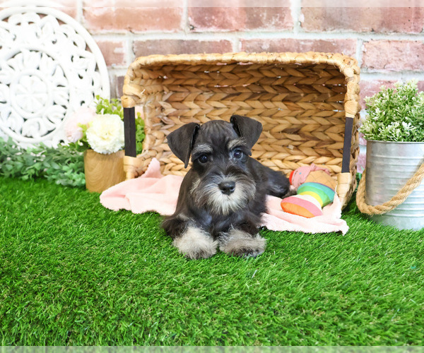 Medium Photo #5 Schnauzer (Miniature) Puppy For Sale in SYRACUSE, IN, USA