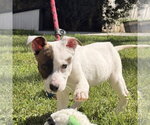 Small #1 Mutt