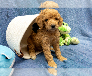 Goldendoodle (Miniature) Puppy for sale in ROY, UT, USA