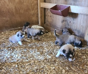 Anatolian Shepherd-Great Pyrenees Mix Puppy for sale in HARTSVILLE, TN, USA