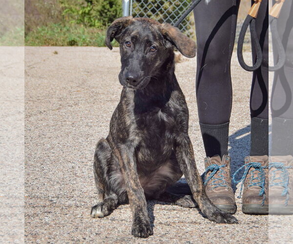 Medium Photo #2 Plott Hound-Unknown Mix Puppy For Sale in Huntley, IL, USA