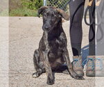 Small Photo #2 Plott Hound-Unknown Mix Puppy For Sale in Huntley, IL, USA