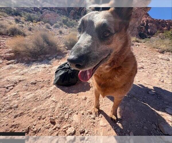 Medium Photo #2 Australian Shepherd-Unknown Mix Puppy For Sale in Las Vegas, NV, USA