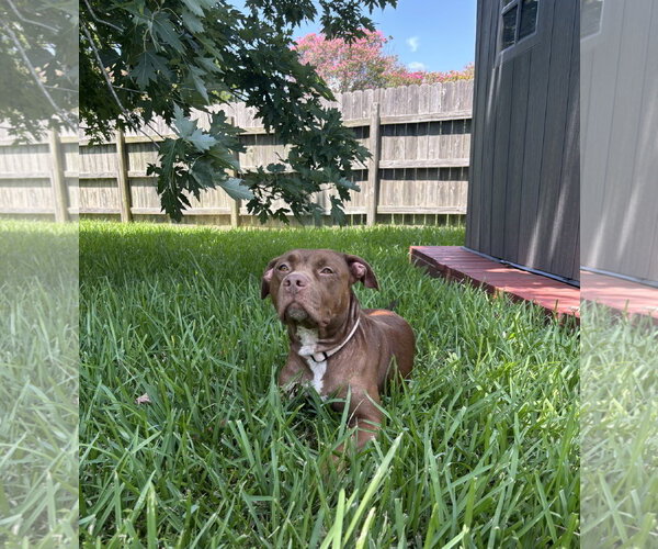 Medium Photo #4 American Pit Bull Terrier-Unknown Mix Puppy For Sale in HOUSTON, TX, USA