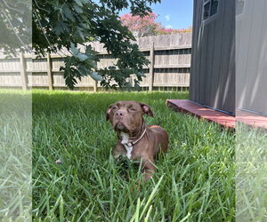 Hershey #all-grin-&-wags - Female American Staffordshire Terrier-Unknown Mix Dog for Adoption - Photo #3