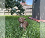 Small #3 American Pit Bull Terrier Mix