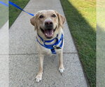 Small Labrador Retriever