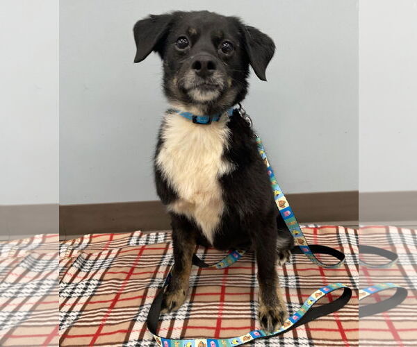 Medium Photo #1 Dachshund-Unknown Mix Puppy For Sale in Princeton, MN, USA