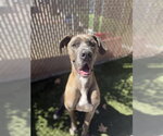 PATRICK - Male Great Dane Dog for Adoption - Small photo