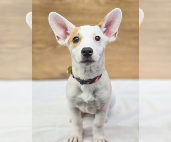 Medium Photo #1 American Pit Bull Terrier-Unknown Mix Puppy For Sale in Sandy, UT, USA