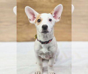 American Pit Bull Terrier-Unknown Mix Dogs for adoption in Sandy, UT, USA