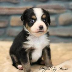 Miniature Australian Shepherd Puppy for sale in BYRON, NY, USA
