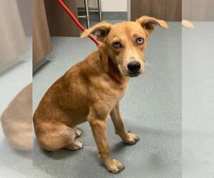 Catahoula Leopard Dog-Unknown Mix Dogs for adoption in Baytown, TX, USA