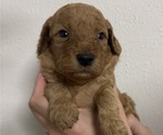 Puppy Grace Goldendoodle (Miniature)